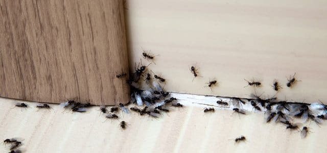 karınca-ilaçlama-640×300-1