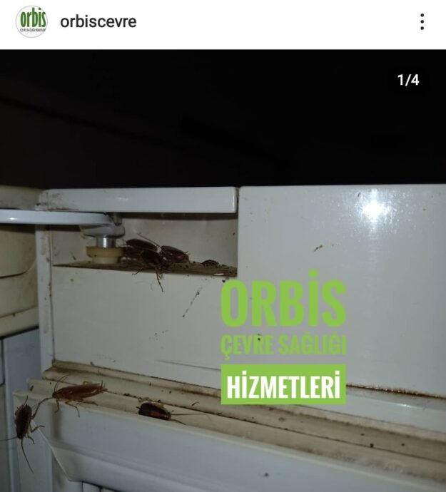 alman hamam böceği