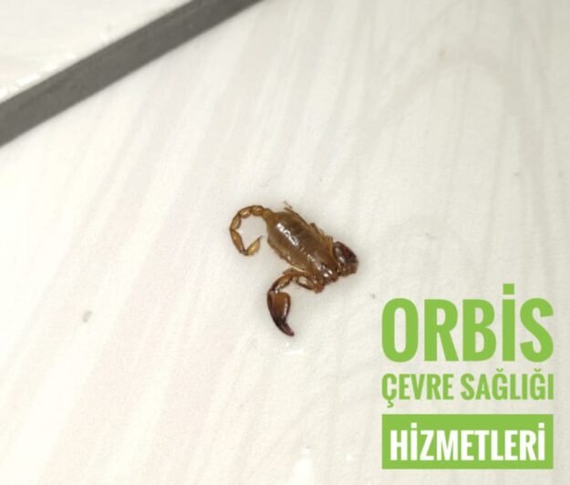 bursa akrep ilaçlama