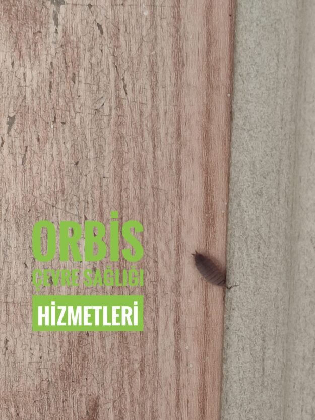 bursa tesbih böceği ilaçlama